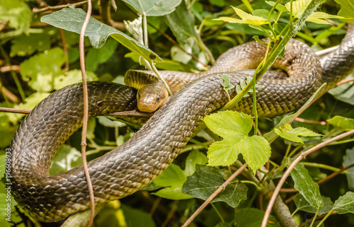 Aesculapian snake (Zamenis longissima - Elaphe longissima)