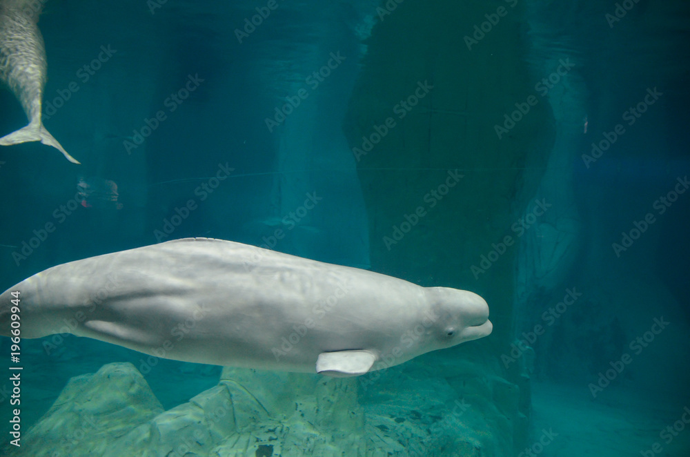 Naklejka premium Beluga dandose un baño