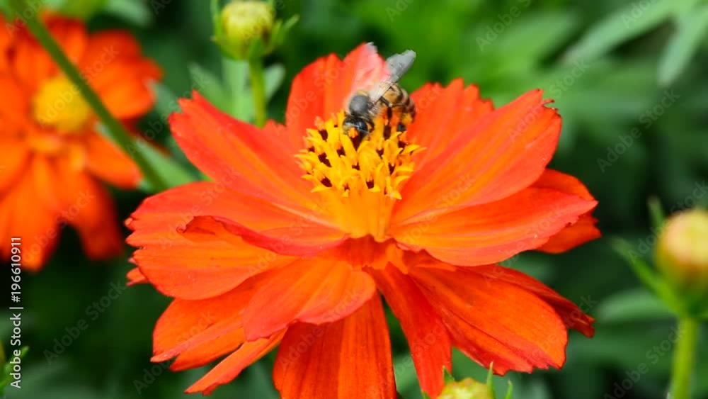 Bee eating pollen from flower in the garden. Bee eating pollen from flower in the garden.