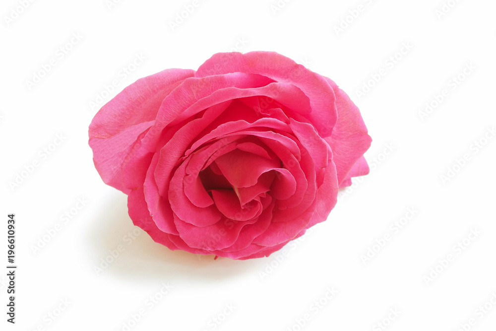 Bright red rose isolated on a white background. Luxury fresh flower-the path to the heart. Bright red rose isolated on a white background. Luxury fresh flower-the path to the heart.