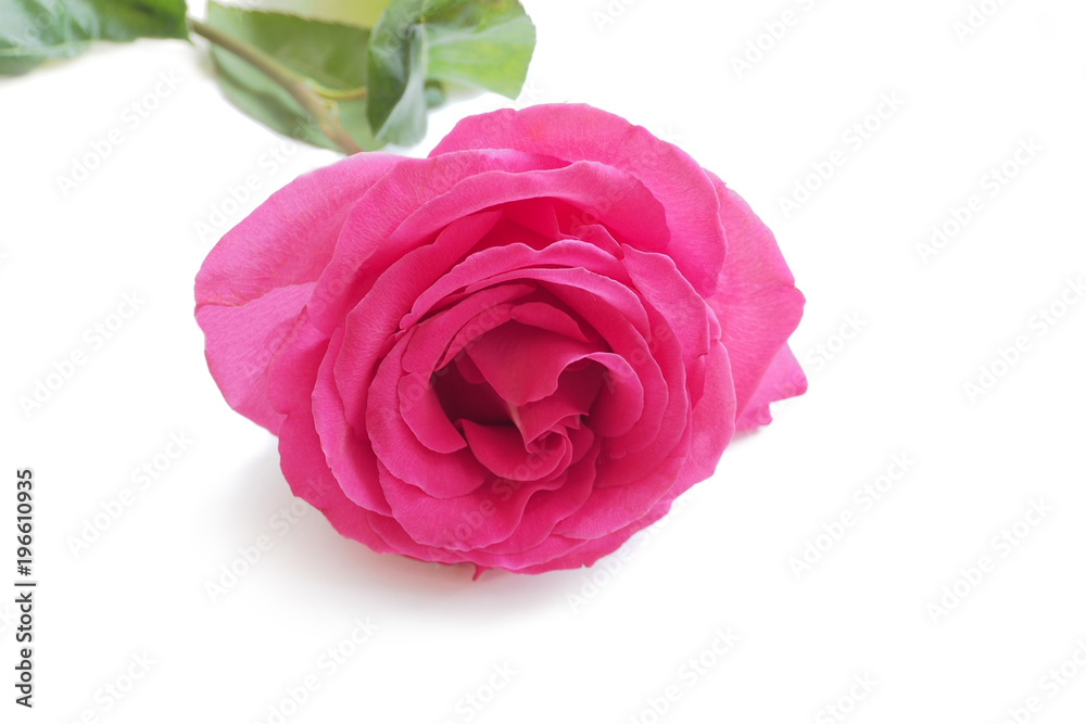 The gentle pink rose isolated on white background. Luxury fresh flower-the path to the heart. The gentle pink rose isolated on white background. Luxury fresh flower-the path to the heart.