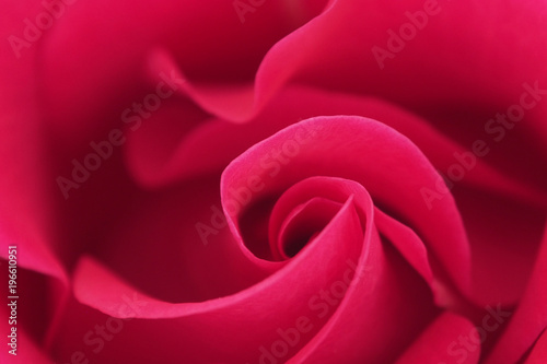 Background of delicate pink rose petals. Luxury fresh flower-the path to the heart.