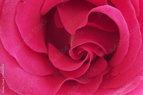 Background of pink Bud roses. Luxury fresh flower-the path to the heart. 