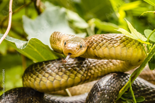 Aesculapian snake (Zamenis longissima - Elaphe longissima) photo