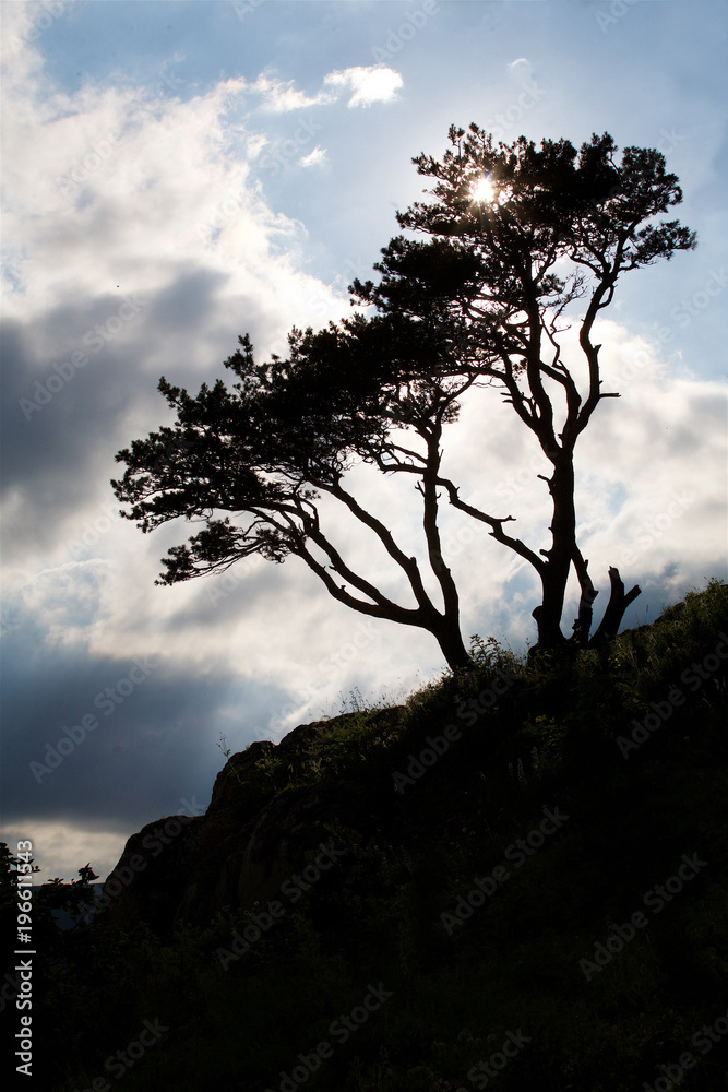 Summer mountain landscape.