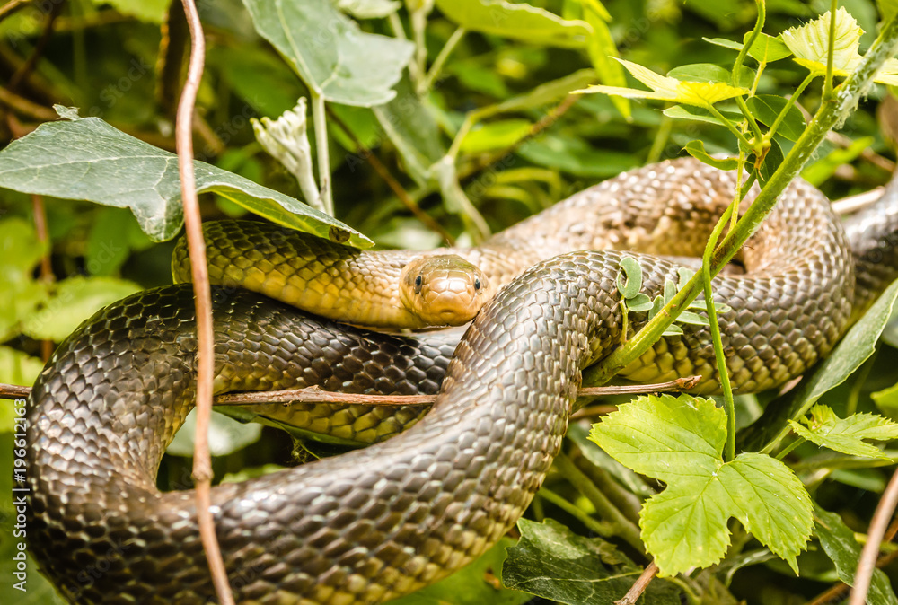 Obraz premium Aesculapian snake (Zamenis longissima - Elaphe longissima)