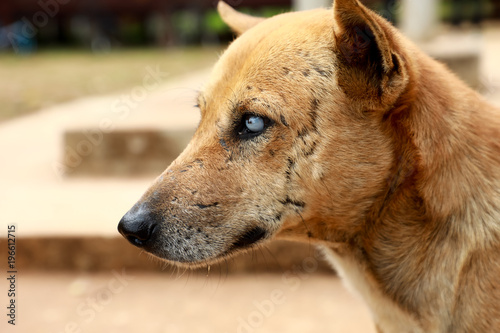 portrait of old blind dog in Thailand