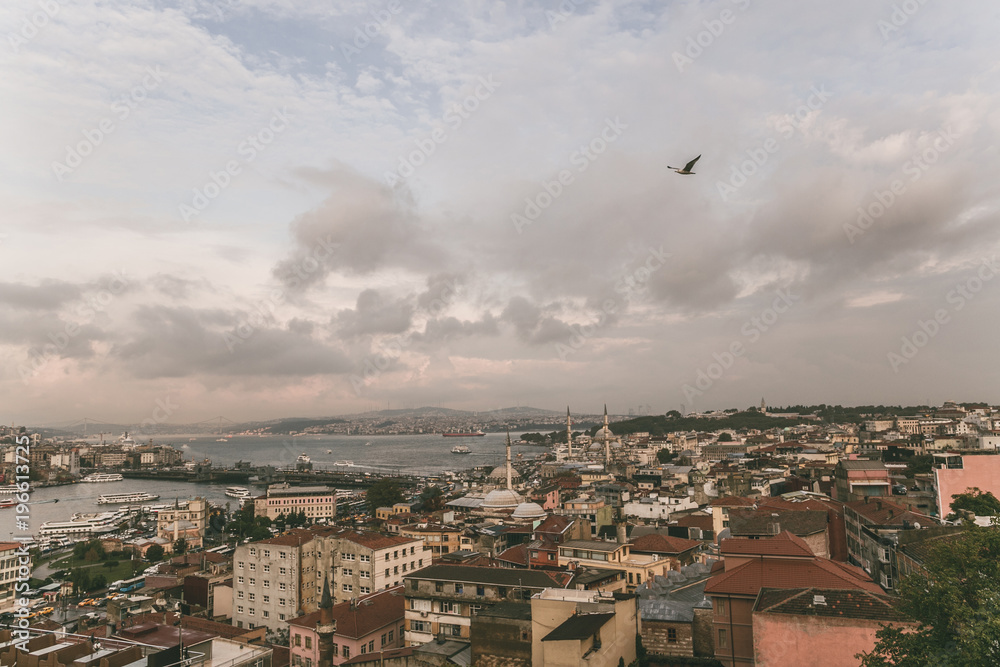 bird flying above roofs in Istanbul, Turkey