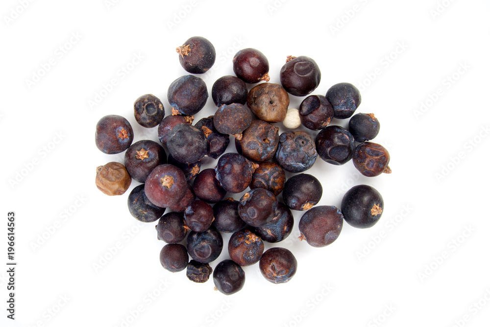 Common Juniper dried on white Common Juniper dried on white
