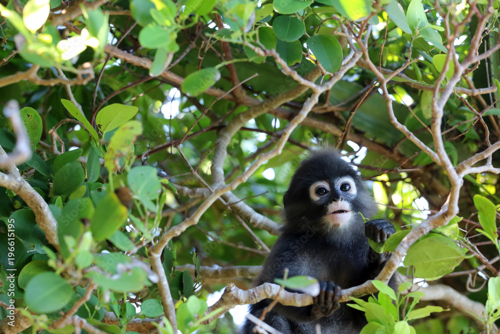 Little leaf monkeys or Dusky Langur eating leaves Little leaf monkeys or Dusky Langur eating leaves