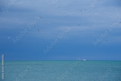 Seagulls over sea