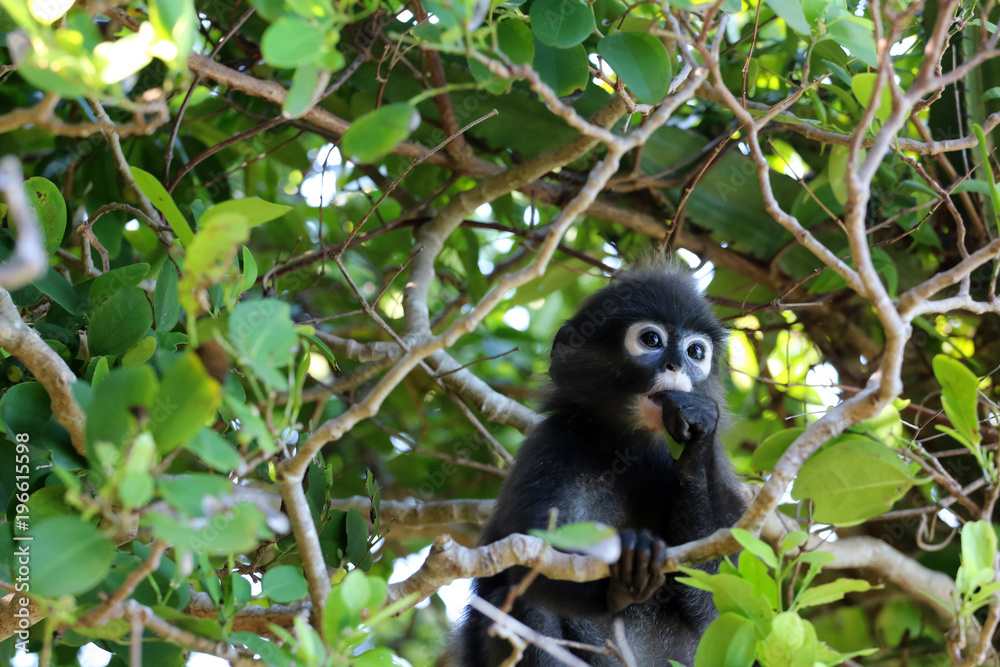 Fototapeta premium Little leaf monkeys eating leaves in the rain forest