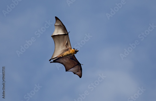 Flying fox bat against blue sky