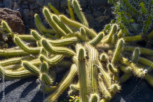 cactus detail of cactus plant