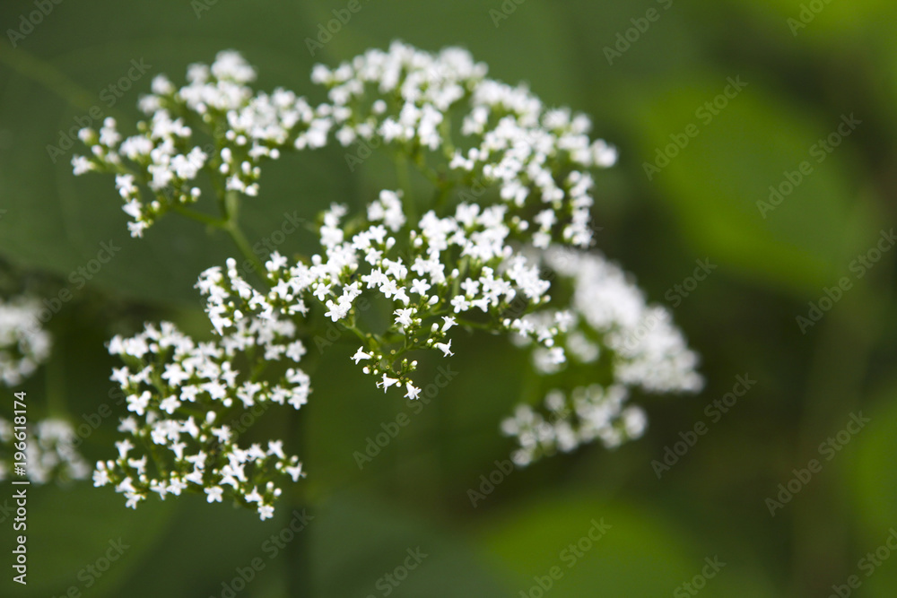 Detail of the white small blossom flowers on the green background Detail of the white small blossom flowers on the green background