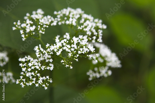 Detail of the white small blossom flowers on the green background