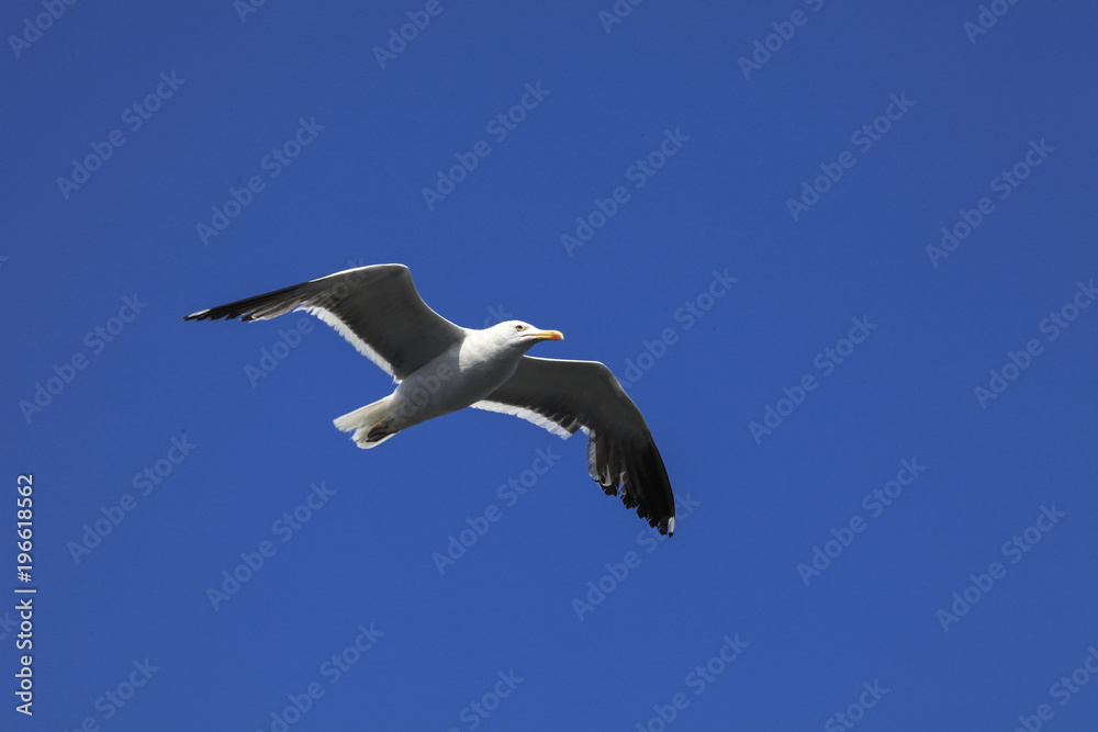 Seagull in the blue sky