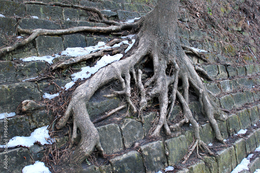 Tree roots cling to mossy stone stairs in wintertime