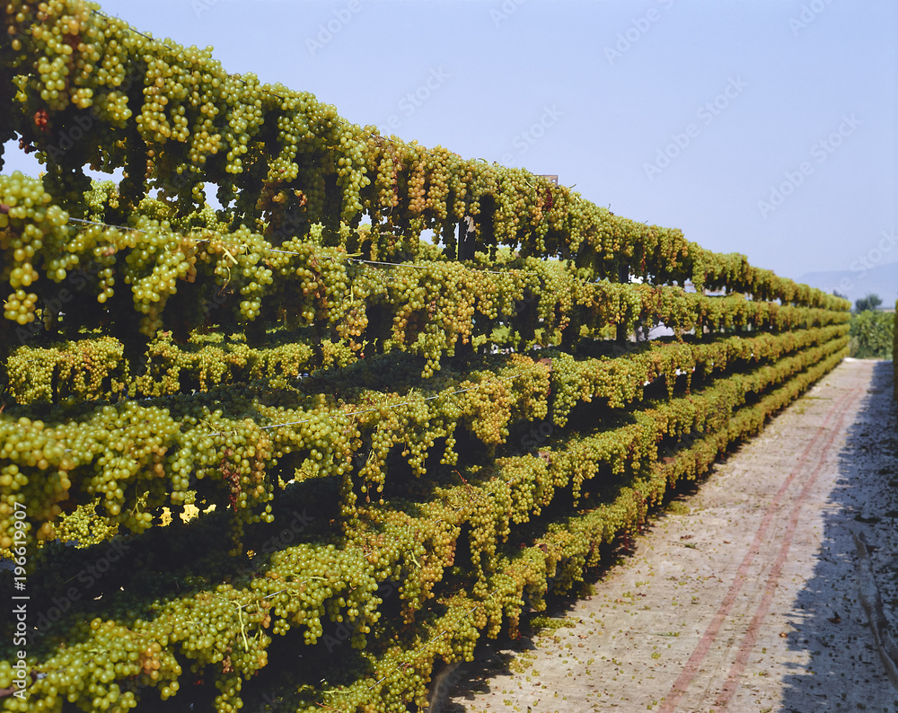 View of green vineyard's rows