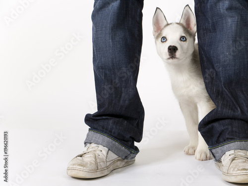 Fluffy young Husky dog puppy with piercing blue eyes stands by his master