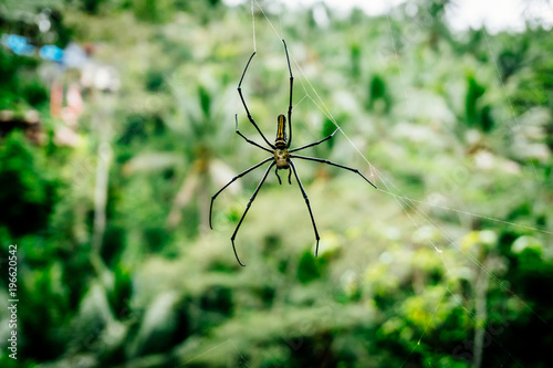 Exotic spider on nature background