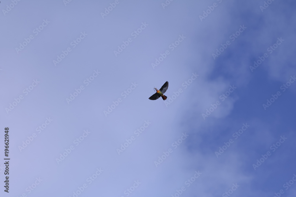 Green Pigeon birds flying with little tree branches for nesting in the sky