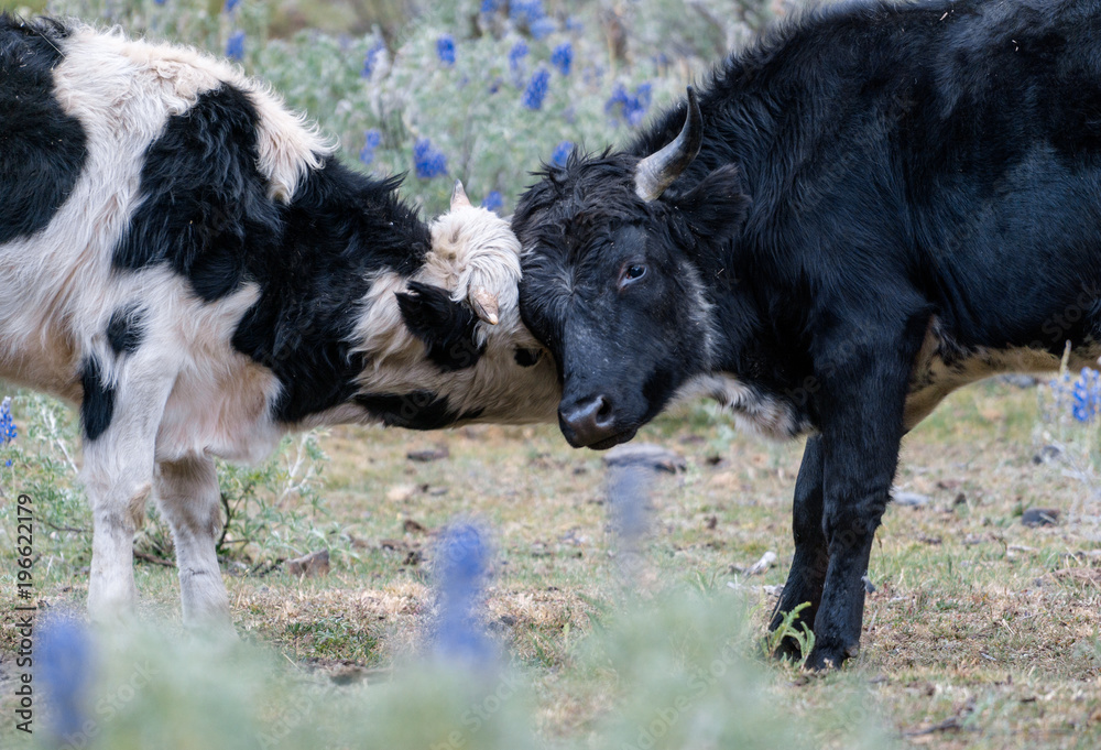 two young bulls playfully locking horns and butting heads in midst of a green mountain meadow with blue flowers two young bulls playfully locking horns and butting heads in midst of a green mountain meadow with blue flowers
