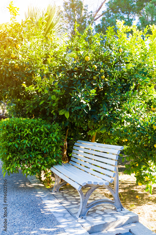 White bench under the orange trees in the summer garden. White bench under the orange trees in the summer garden.
