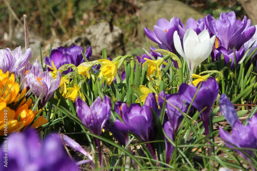 Spring Garden, Frühlingsgarten, Frühlingsblumen, Krokusse und Narzissen