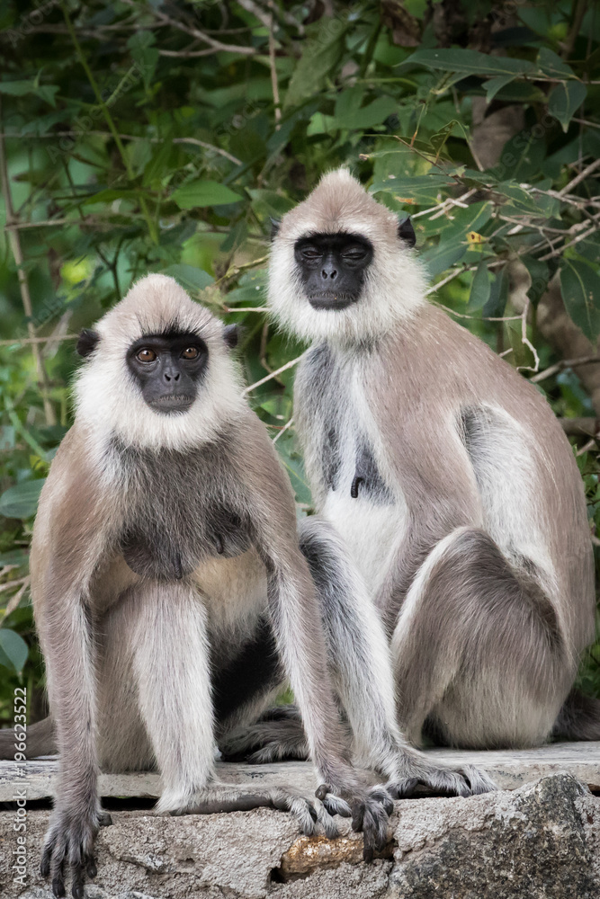 Zwei Languren Affen sitzen auf einer Mauer, Sri Lanka