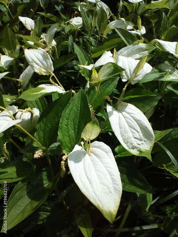 Obraz premium 半夏生