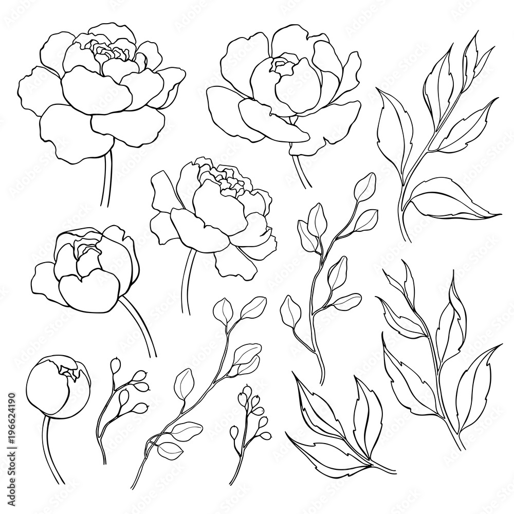 Fototapeta premium Rysowanie linii kwiat i piwonia. Wektor ręcznie rysowane zarys