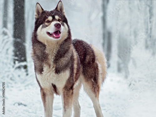 Winter portrait of a Husky