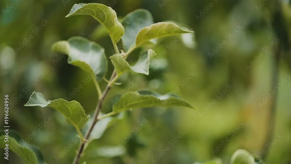 Apple on tree branches at fruit orchard, bad harvest season, gardening hobby Apple on tree branches at fruit orchard, bad harvest season, gardening hobby