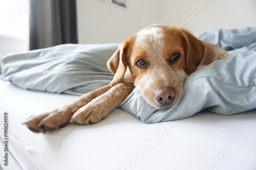 Hund auf Bett