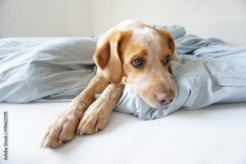 Hund im Schlafzimmer
