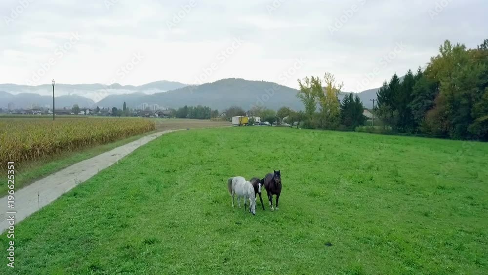 A few horses, one white, one brown and two black horses are on a green meadow in the nature. Aerial shot. A few horses, one white, one brown and two black horses are on a green meadow in the nature. Aerial shot.