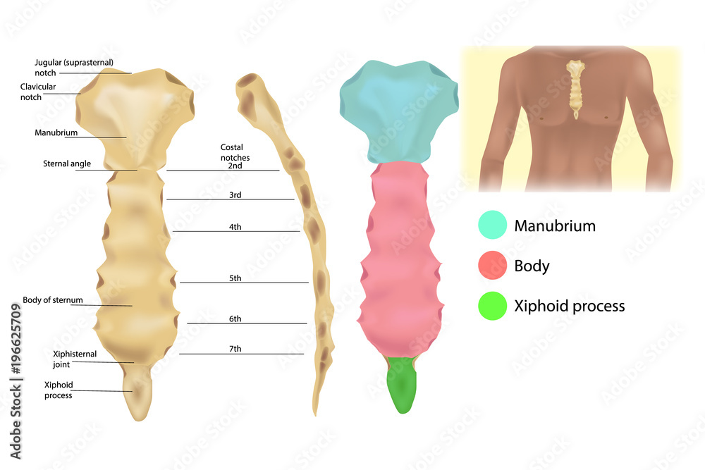 Sternum Anatomy The Articulations And Parts Of The Sternum Sternal Sternum Anatomy The Articulations And Parts Of The Sternum Sternal