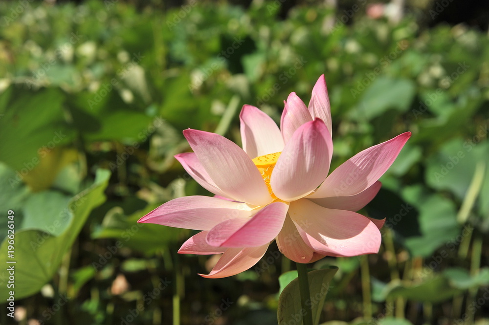 Lotus. Charming flower in the botanical garden of Mauritius Lotus. Charming flower in the botanical garden of Mauritius