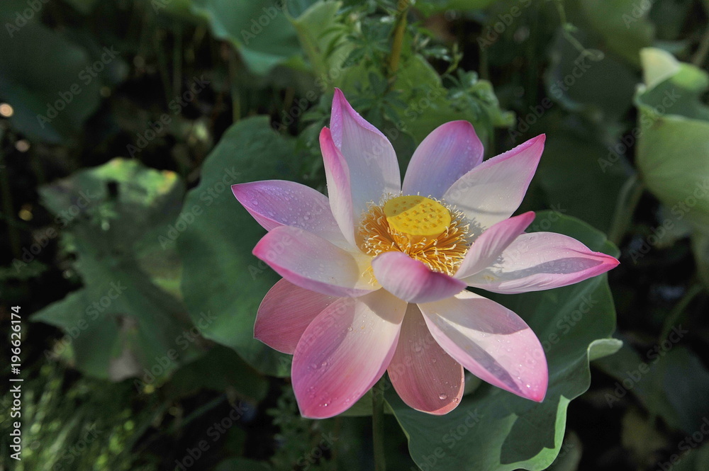 Fototapeta premium Lotus. Charming flower in the botanical garden of Mauritius