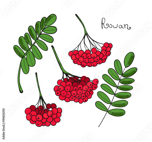 Set Red Rowan Tree. Isolated elements of Rowanberry or ashberry. Leaves and cluster of Sorbus berry. Brunch of sorb