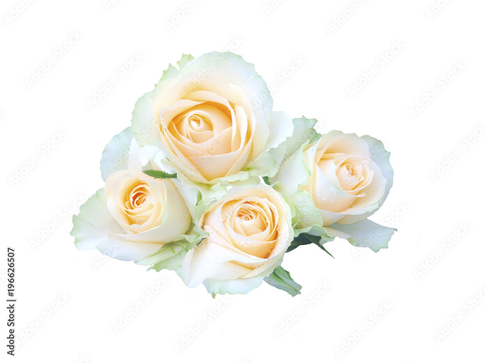 beautiful yellow rose isolated on white background