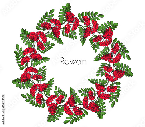 Wreath red rowan tree. Ornament twig of rowanberry or ashberry. decorative element circlet leaves and cluster of sorbus berry. Garland brunch of sorb