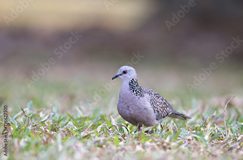 Spotted dove standing on ground