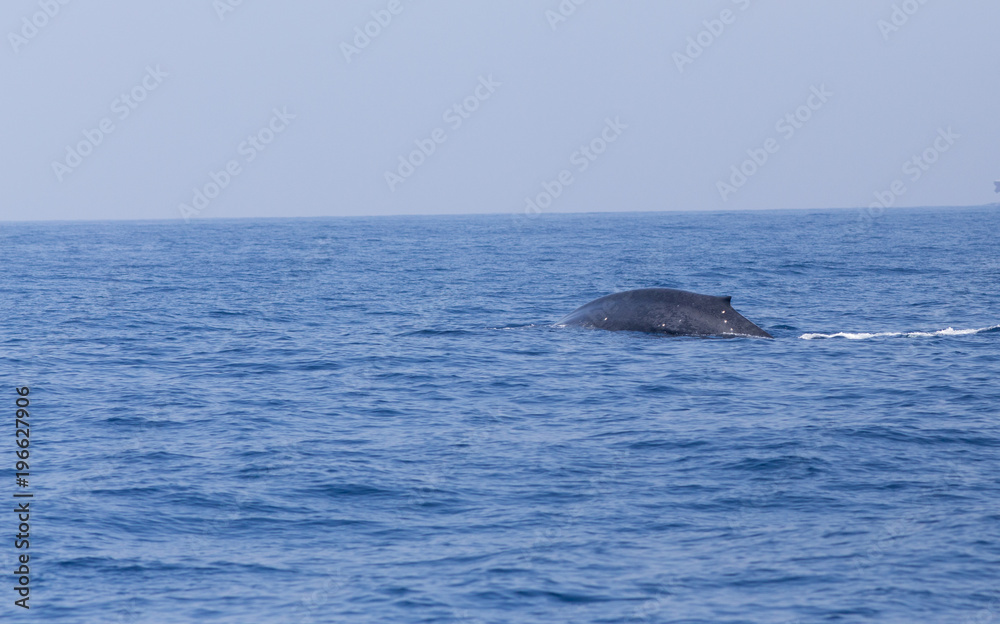 Obraz premium Blue whale in Indian ocean