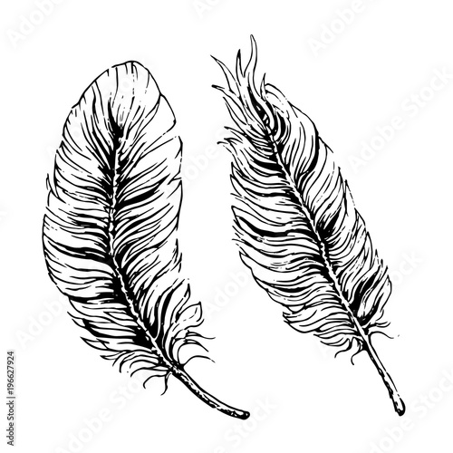 Hand drawn black ink vector feathers isolated on white background