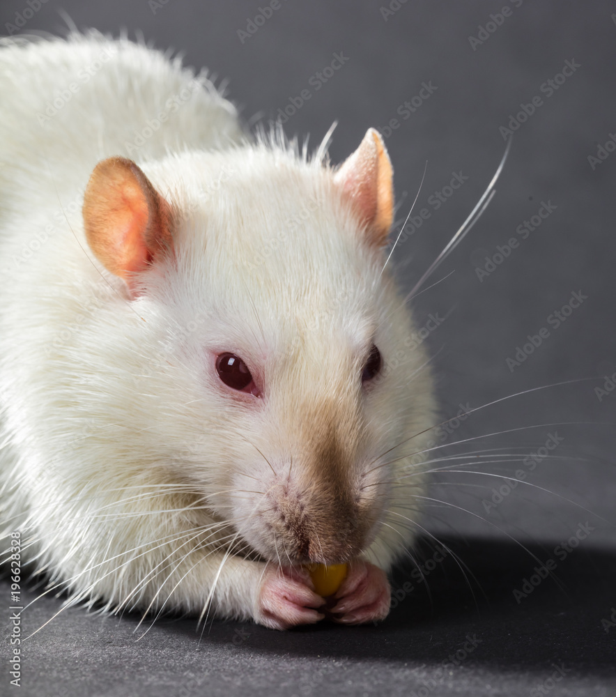 animal white rat eating animal white rat eating