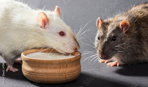Obraz na plátně white and gray rats eat