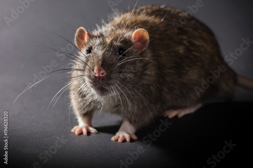 animal gray rat close-up