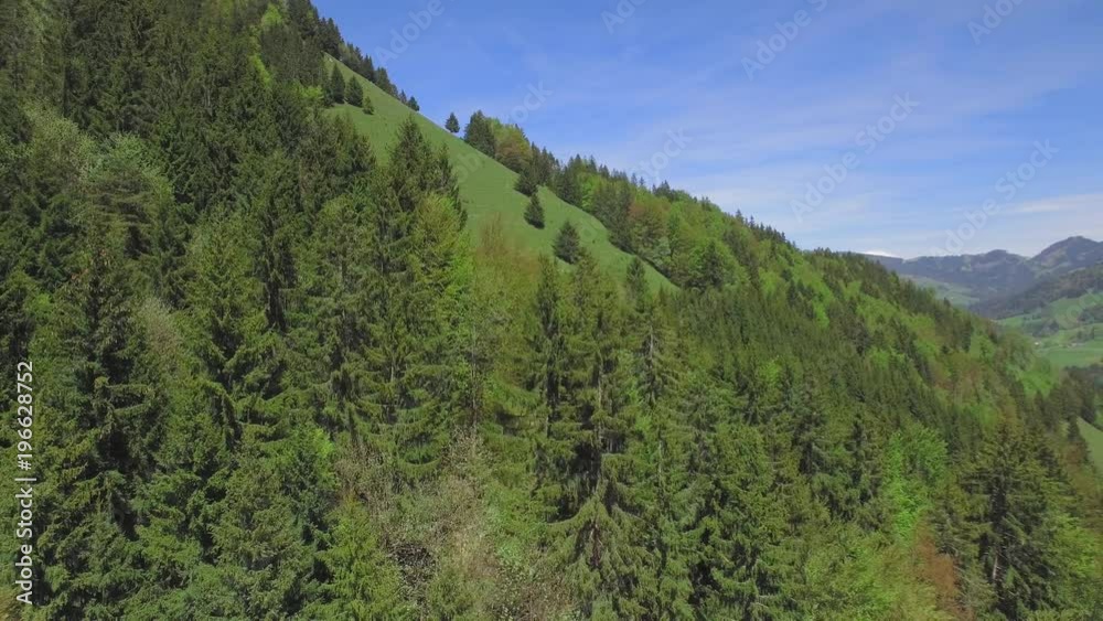 4K Mountain pine forest aerial shot. Discovering a beautiful wild forest on a bright sunny day 4K Mountain pine forest aerial shot. Discovering a beautiful wild forest on a bright sunny day